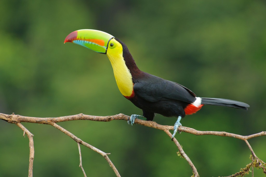 tucano-de-bico-arco-iris