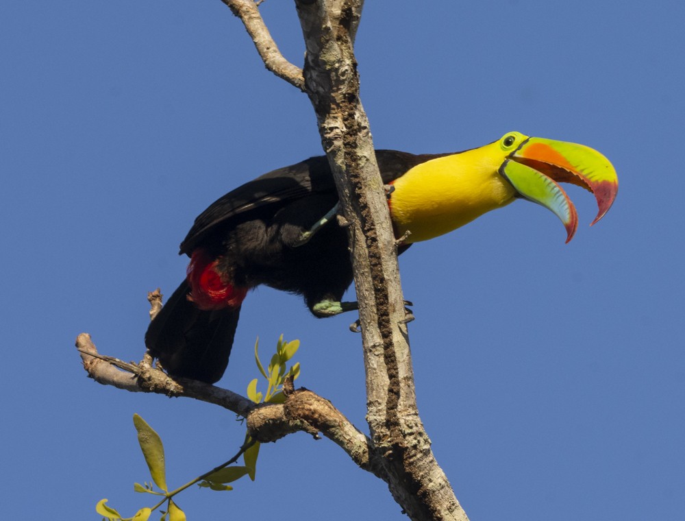 tucano-de-bico-arco-iris