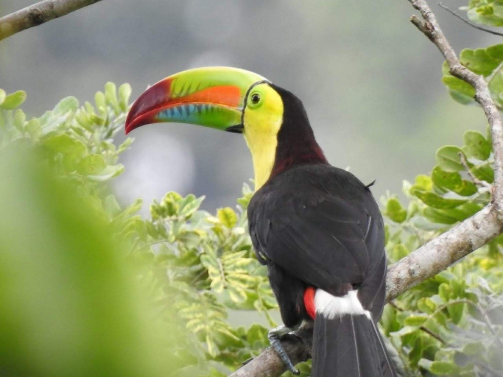 tucano-de-bico-arco-iris