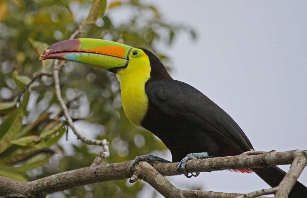 tucano-de-bico-arco-iris