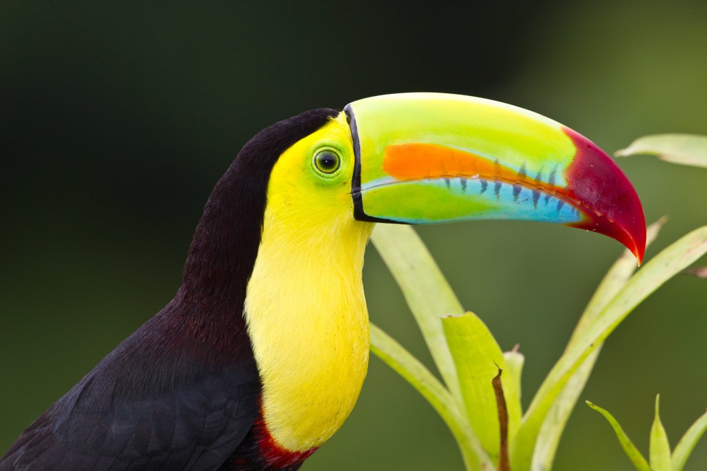 tucano-de-bico-arco-iris