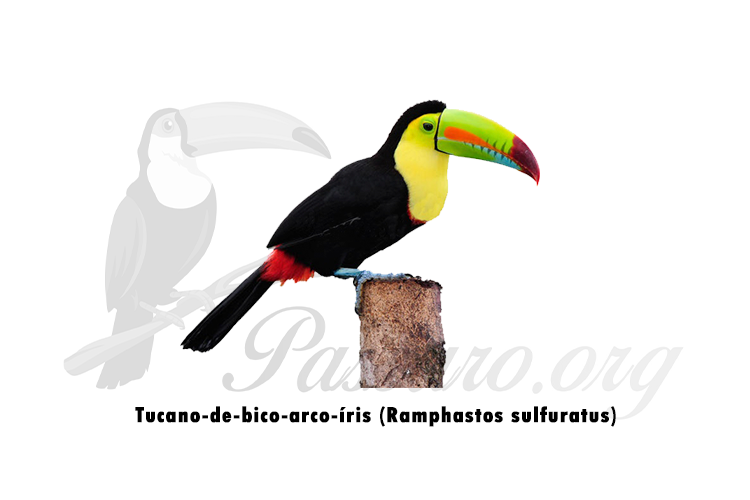 tucano-de-bico-arco-iris (ramphastos sulfuratus)