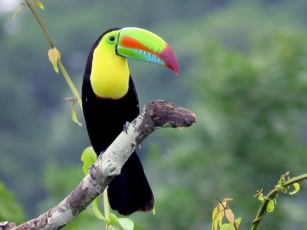 tucano-de-bico-arco-iris