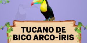 tucano de bico arco-iris