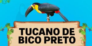 tucano de bico preto