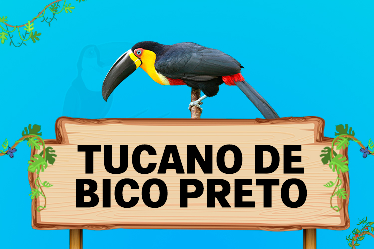 tucano de bico preto