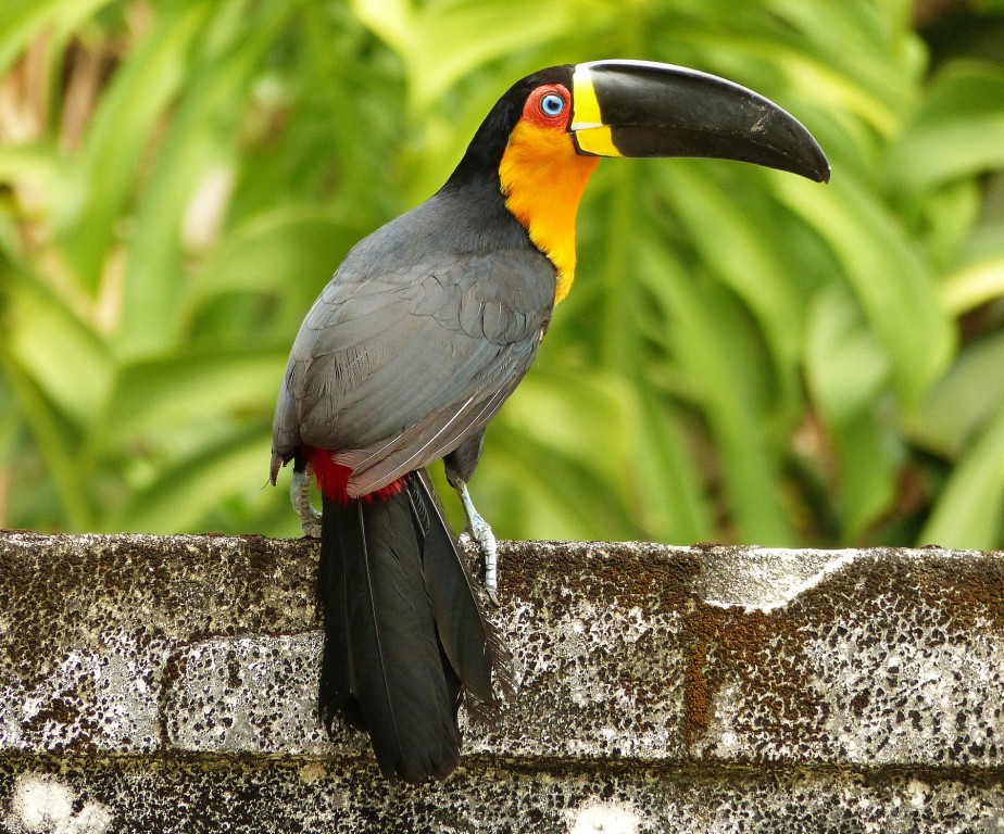 tucano-de-bico-preto