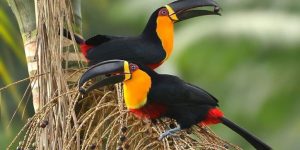 tucano-de-bico-preto