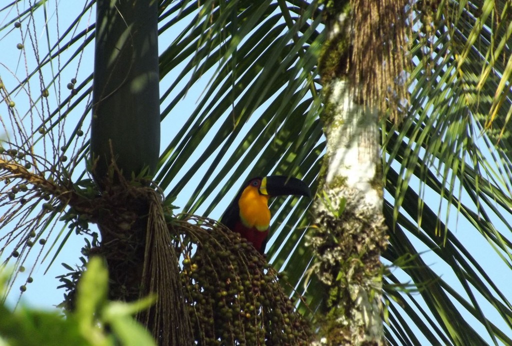 tucano-de-bico-preto