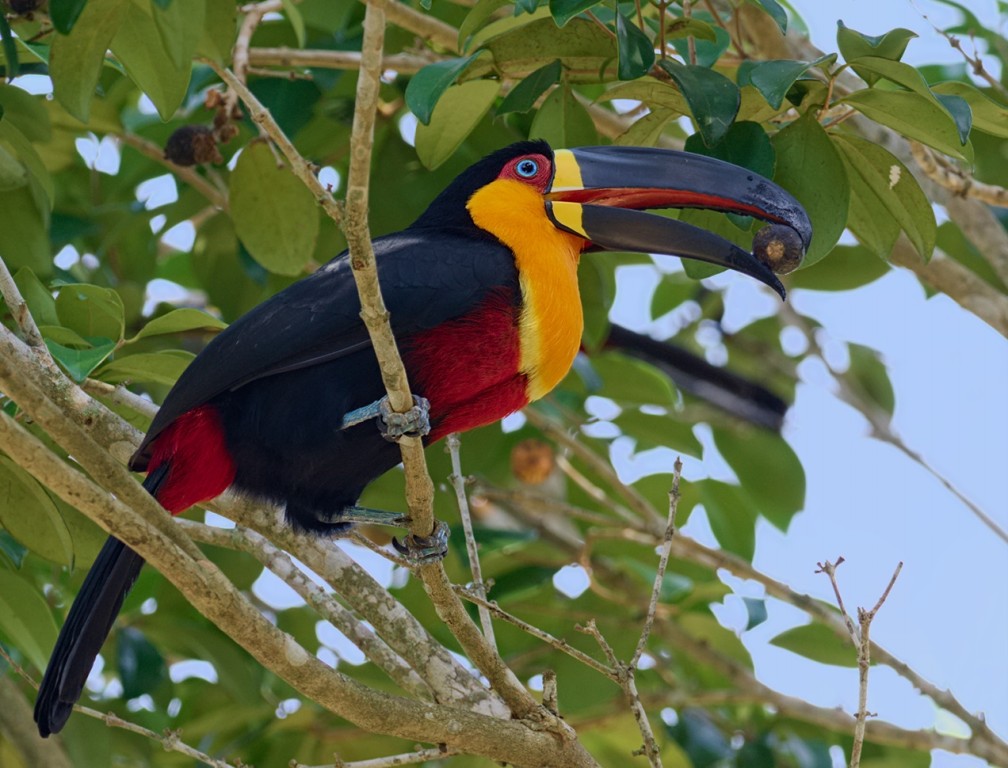 tucano-de-bico-preto