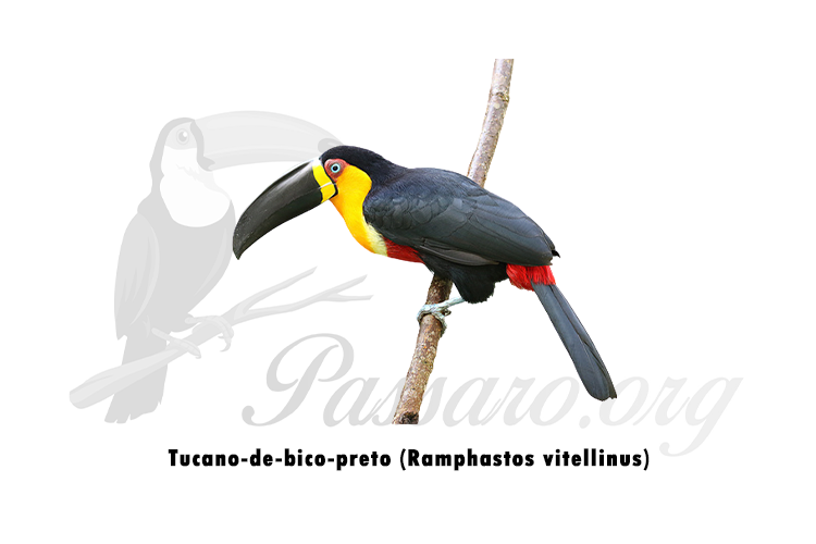 tucano-de-bico-preto (ramphastos vitellinus)