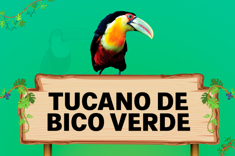 tucano de bico verde