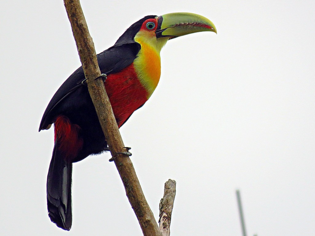  tucano-de-bico-verde