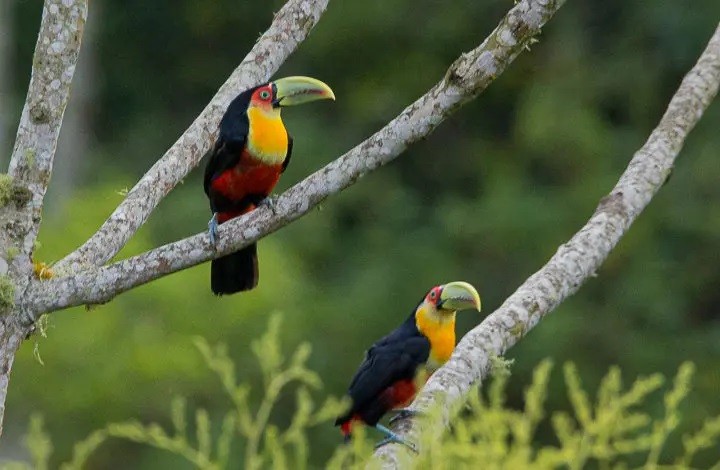  tucano-de-bico-verde