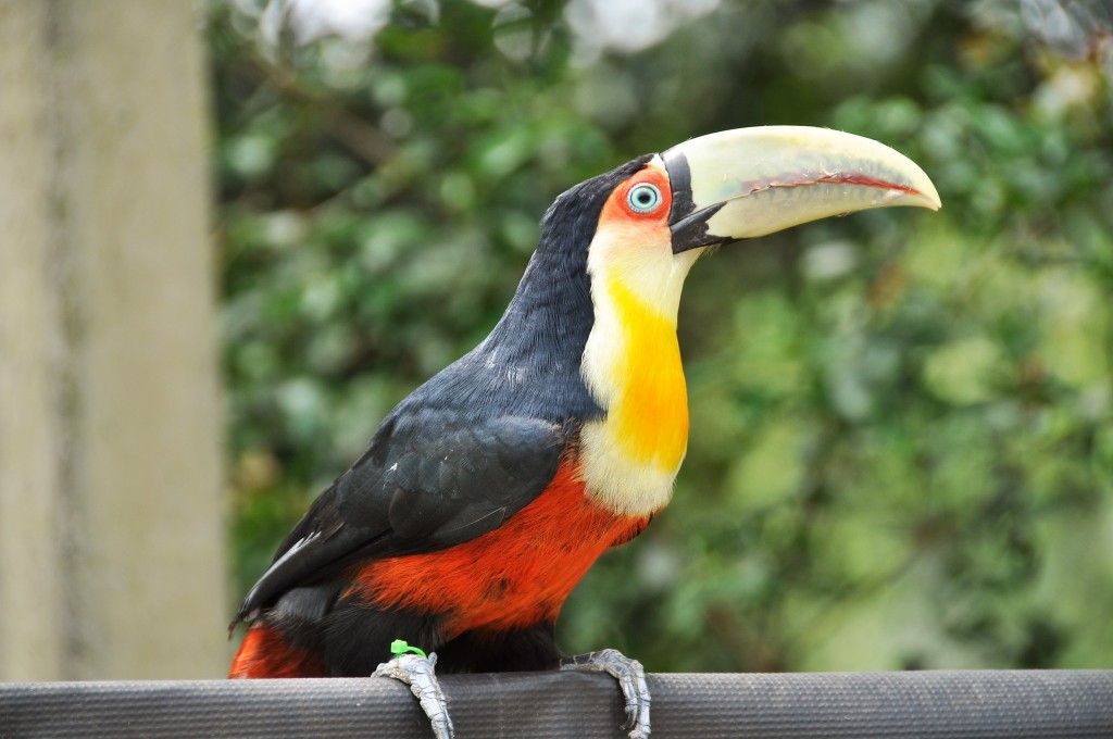  tucano-de-bico-verde