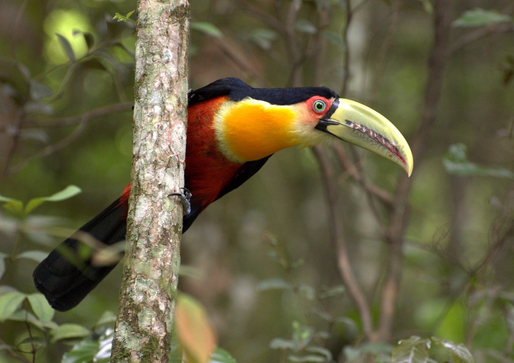  tucano-de-bico-verde