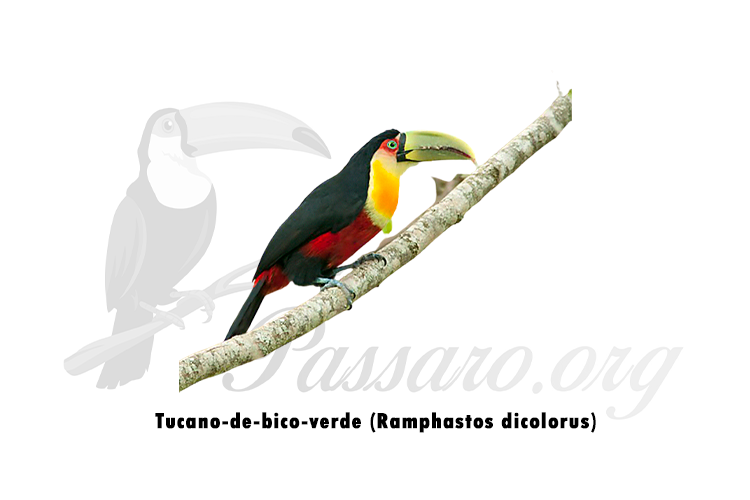 tucano-de-bico-verde (ramphastos dicolorus)