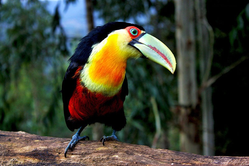 tucano-de-bico-verde