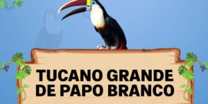 tucano grande de papo branco