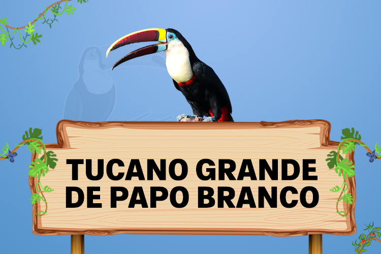 tucano grande de papo branco