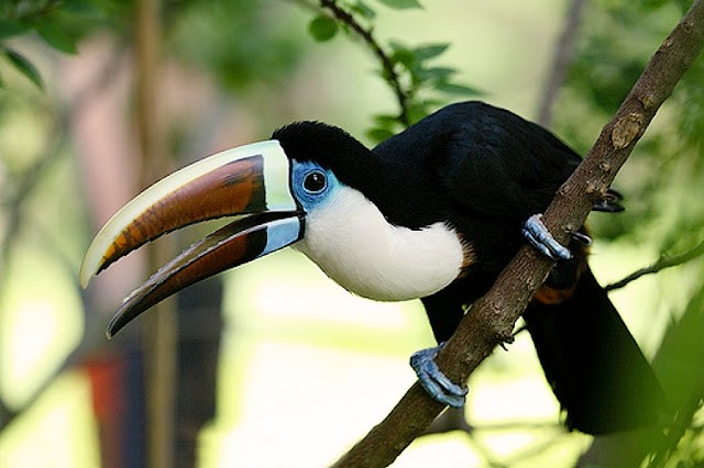 tucano-grande-de-papo-branco