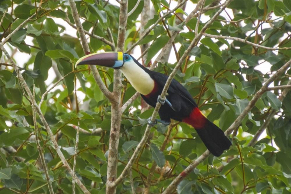 tucano-grande-de-papo-branco