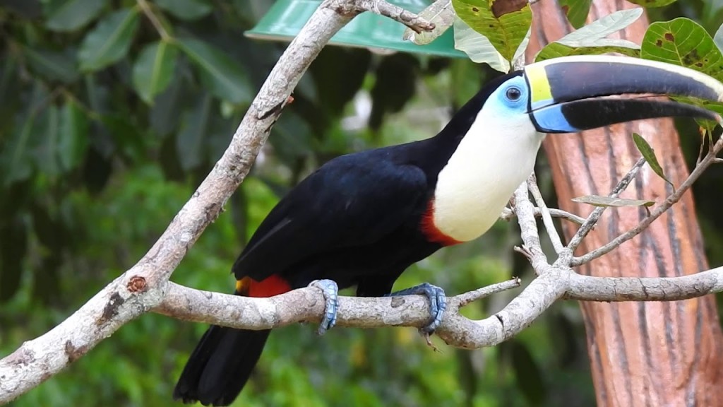 tucano-grande-de-papo-branco