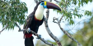 tucano-grande-de-papo-branco