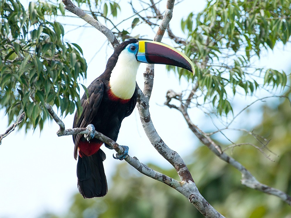 tucano-grande-de-papo-branco