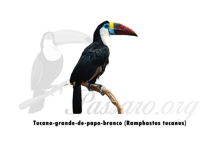 tucano-grande-de-papo-branco (ramphastos tucanus)