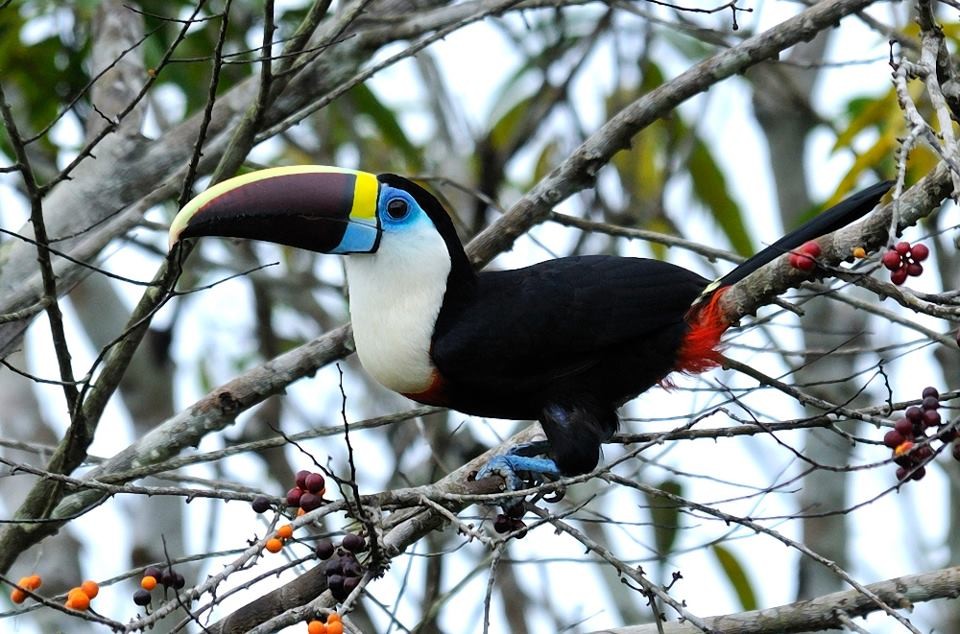 tucano-grande-de-papo-branco