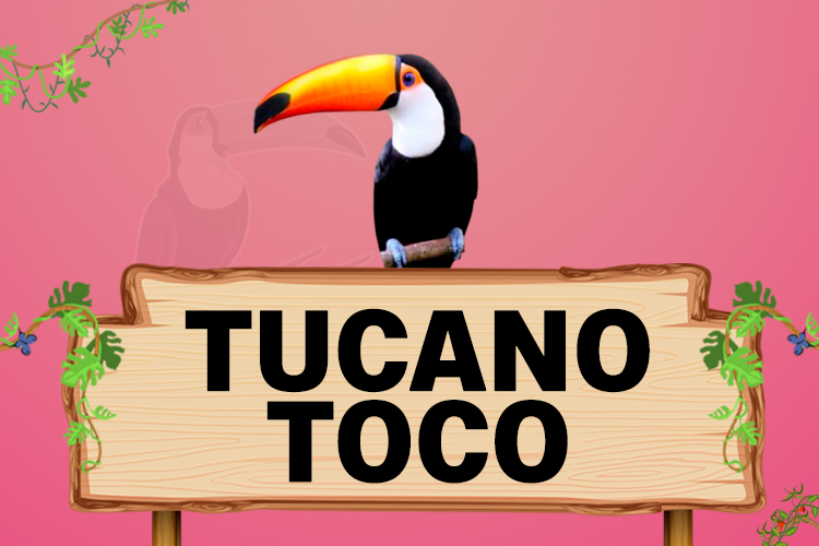 tucano toco