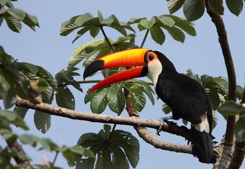 tucano-toco