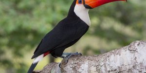 tucano-toco