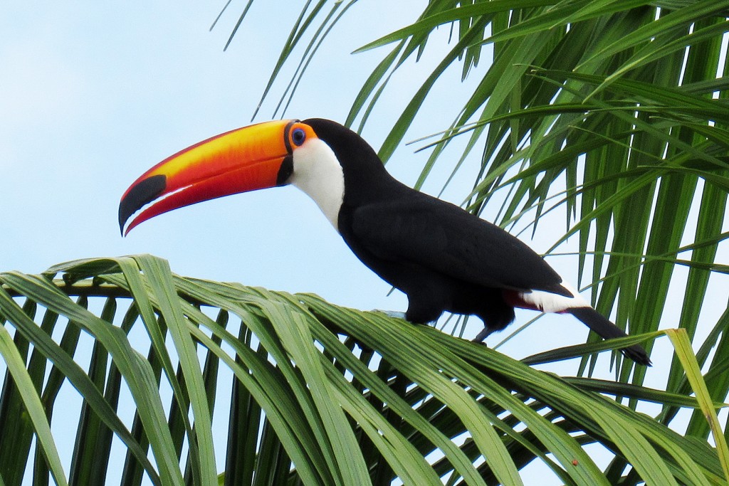 tucano-toco