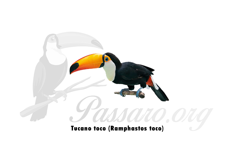 tucano toco (ramphastos toco)