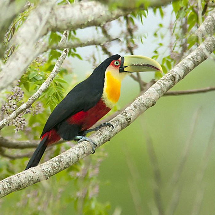  tucano-de-bico-verde