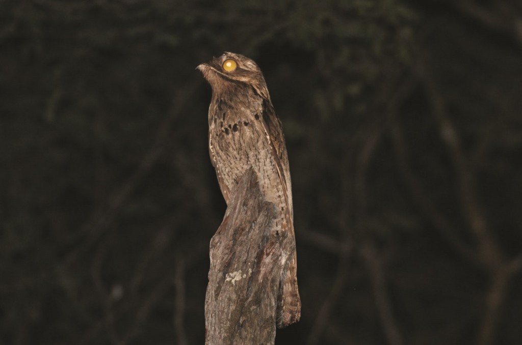 urutau habitat