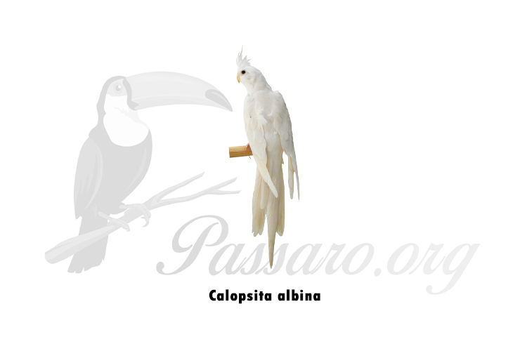 Calopsita albina