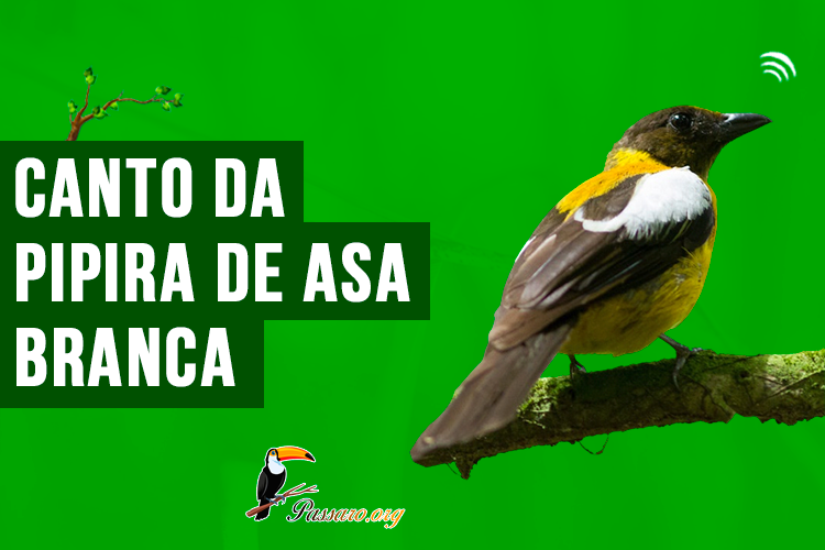 canto da pipira de asa branca