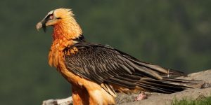 abutre-barbudo