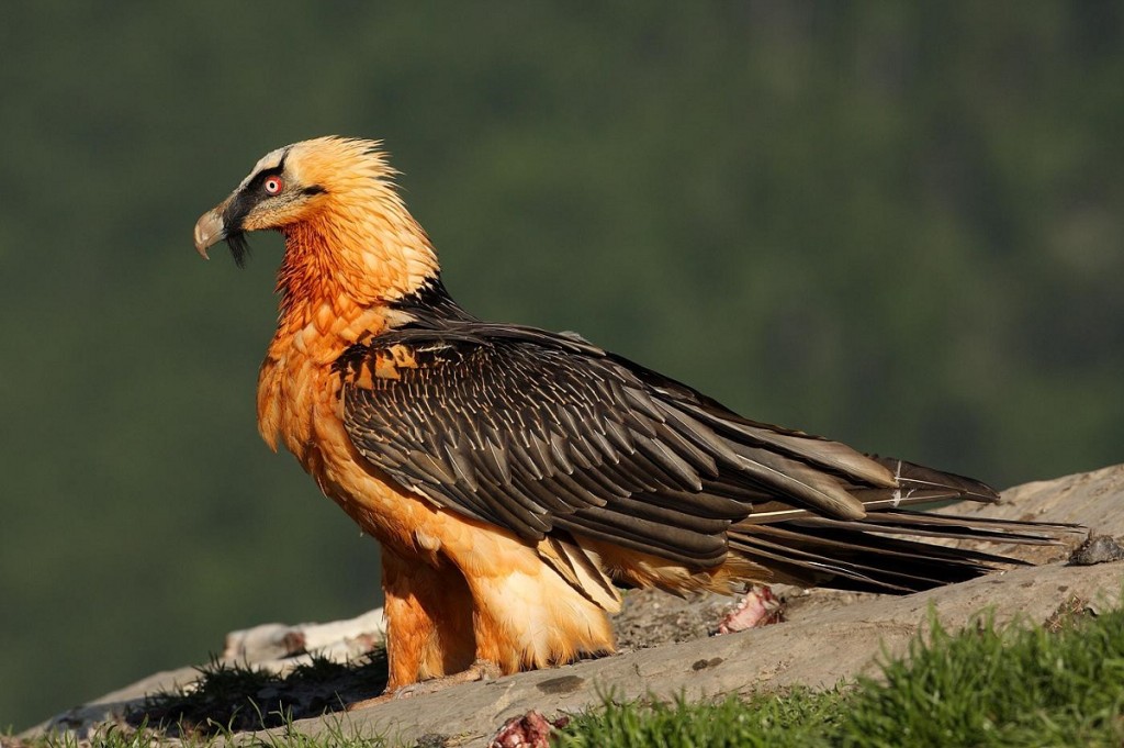 abutre-barbudo