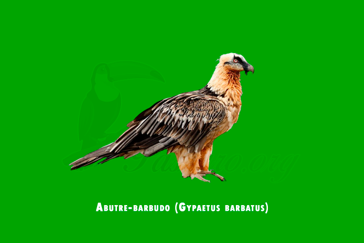 abutre-barbudo (gypaetus barbatus)