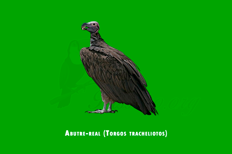 abutre-real (torgos tracheliotos)