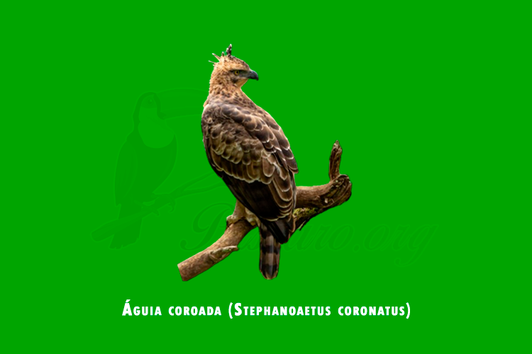 aguia coroada (stephanoaetus coronatus)