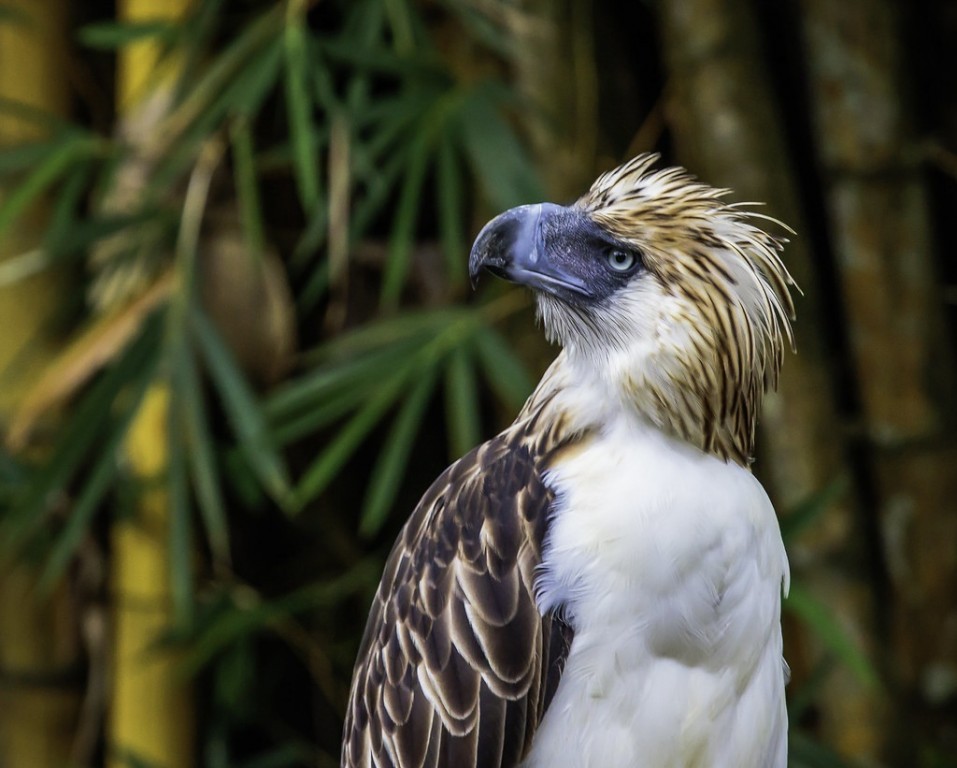 aguia-das-filipinas