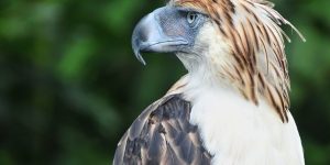 aguia-das-filipinas