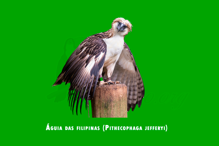 aguia das filipinas (pithecophaga jefferyi)