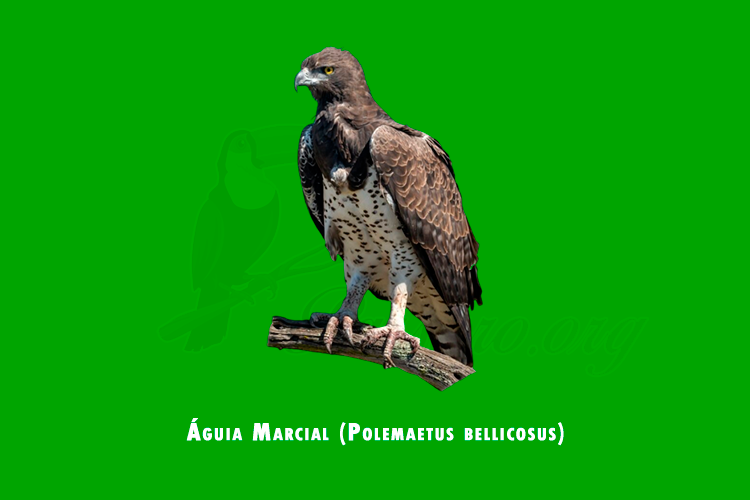 aguia marcial (polemaetus bellicosus)