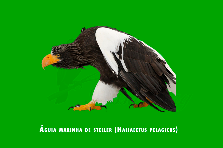 aguia marinha de steller (haliaeetus pelagicus)